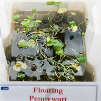 Floating Pennywort